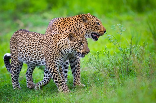 Two leopards, South Luangwa National Park, Zambia
