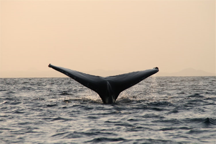 Humpback Whale, Mozambique coast