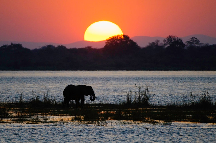 Elephant in Lake Kariba, Zimbabwe, at sunset