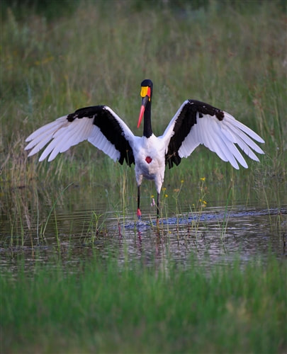 Saddlebilled stork, Okavango Delta