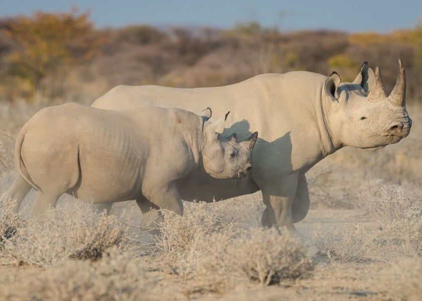 Black rhino and Calf Etosha area