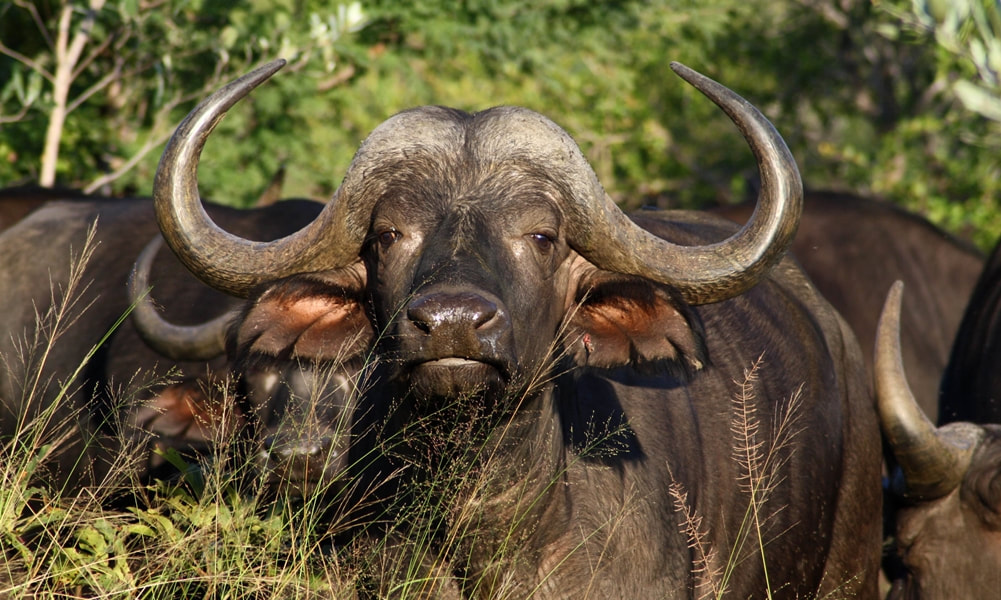 Buffalo, Timbavati, South Africa