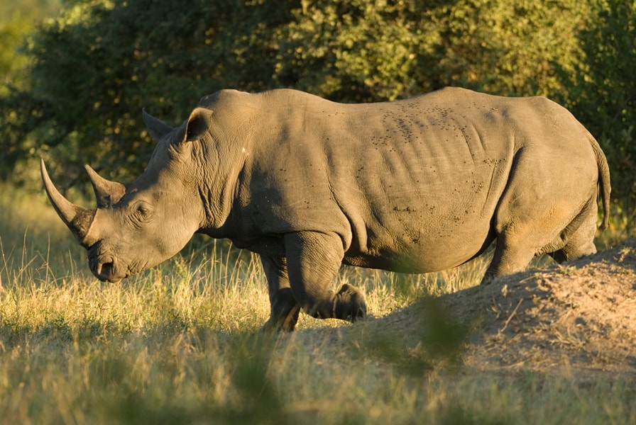 White Rhino, Timbavati, South Africa
