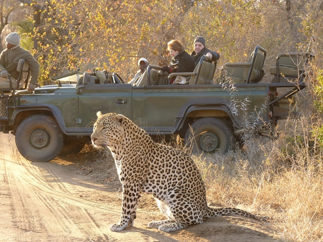 Game drive, Thornybush, leopard sighting