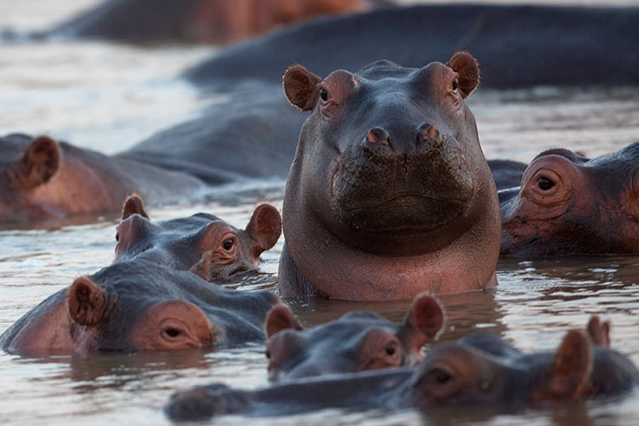 Hippo, Lower Zambezi