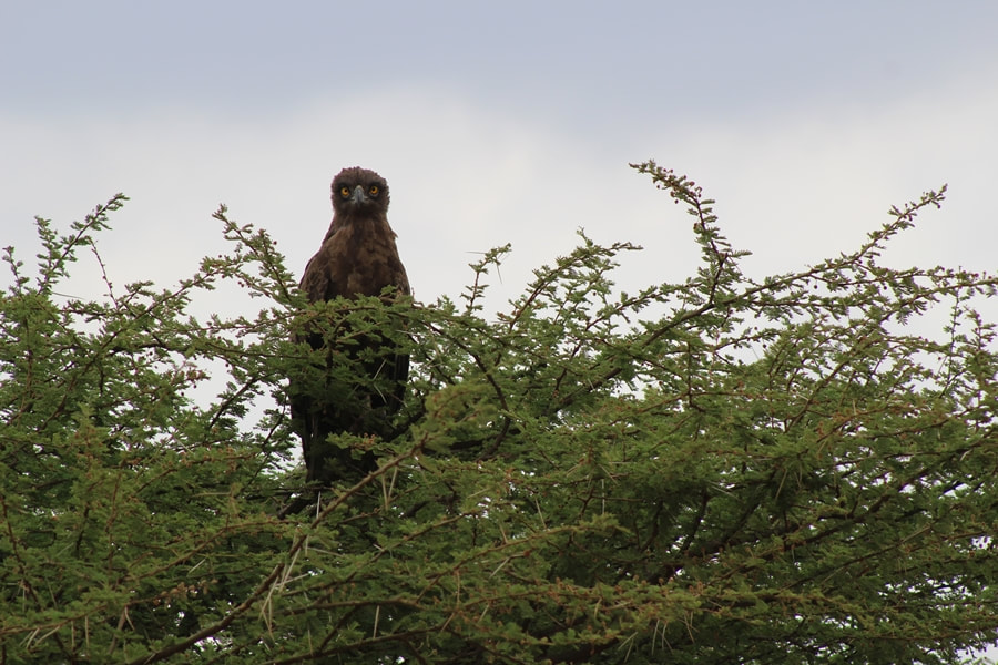 Eagle, Amboseli