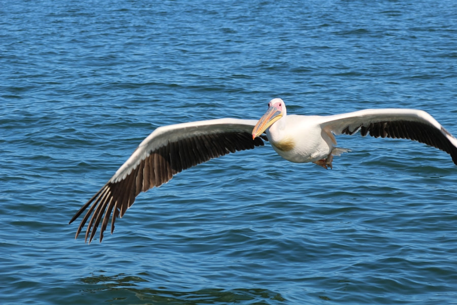 White pelican in flight, Walvis Bay, Namibia
