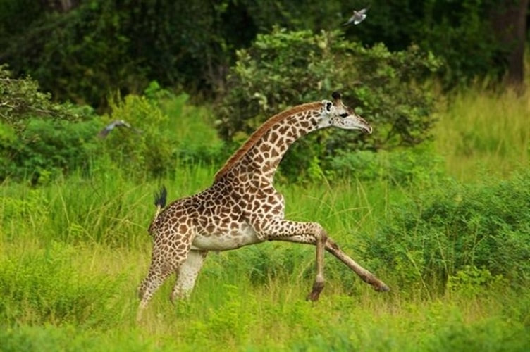Giraffe calf, South Luangwa