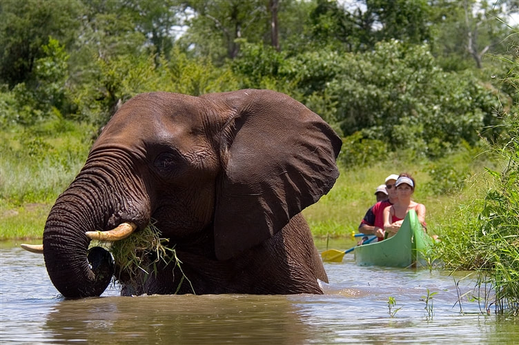 Canoeing on the Zambezi, and elephant sighting